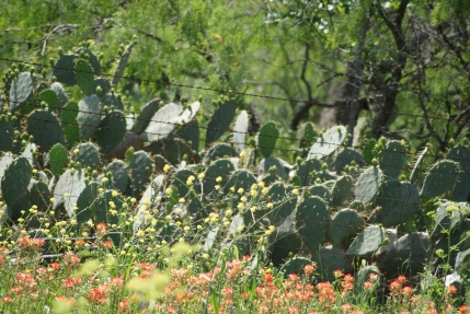 Texas cacti and spring flowers
