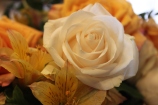 Linen rose